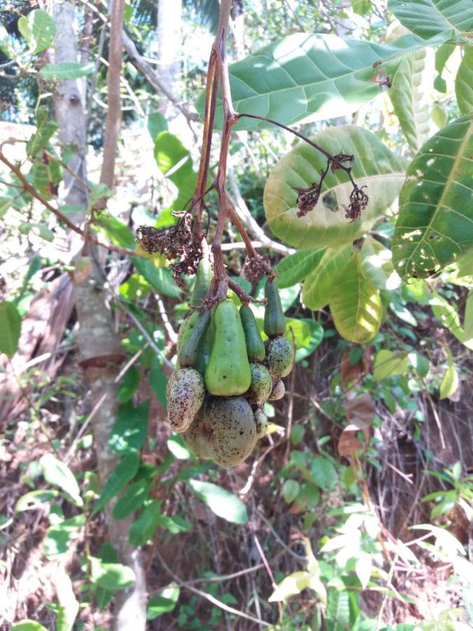 Cashew Villa Hiriketiya Dickwella Zewnętrze zdjęcie