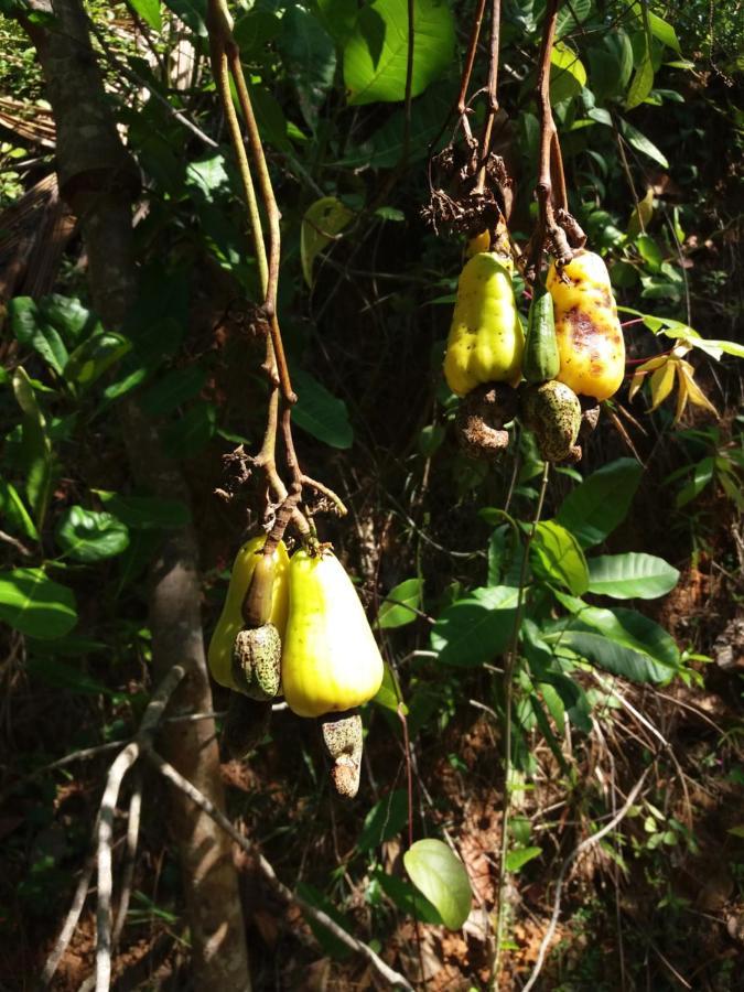 Cashew Villa Hiriketiya Dickwella Zewnętrze zdjęcie