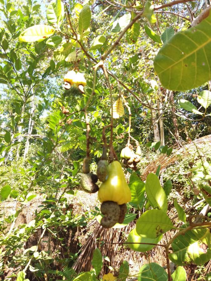 Cashew Villa Hiriketiya Dickwella Zewnętrze zdjęcie